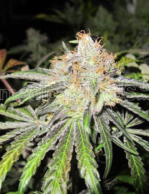 Семена Medical Seeds Deep Nevill (Обычные)