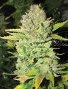 Medical Seeds Devil Fruit (Феминизированные)