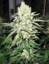 Medical Seeds No Name (Феминизированные)