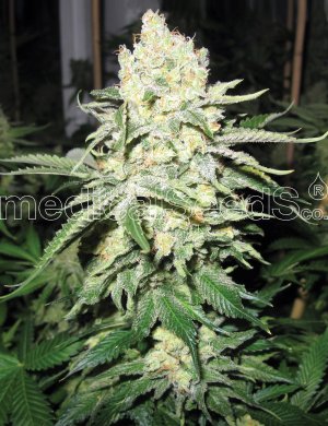 Семена Medical Seeds No Name