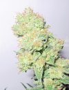 Y Griega CBD (Феминизированные)