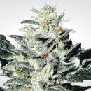 Paradise Seeds Sensi Star (Феминизированные)