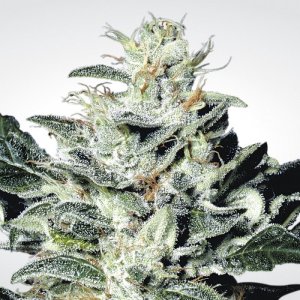 Семена Paradise Seeds Sensi Star