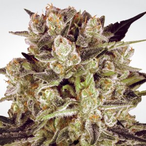 Семена Paradise Seeds Durga Mata ll CBD (Феминизированные)