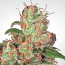 Paradise Seeds Auto Acid (Автоцветущие феминизированные)