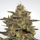 Paradise Seeds Original Cheese (IBL) (Феминизированные)