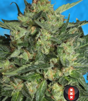 Семена Serious Seeds White Russian #1 (Автоцветущие феминизированные)