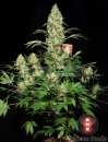 Serious Seeds AK-47 (Обычные)
