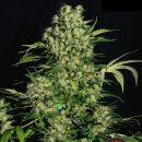 Serious Seeds Chronic (Обычные)