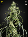 Green House Seed Co. Arjan's Haze #1 (Феминизированные)