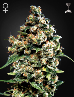 Семена Green House Seed Co. Jack Herer (Феминизированные)