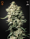 Green House Seed Co. White Rhino (Феминизированные)
