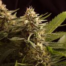 Kannabia Seeds Colombian Jack (Феминизированные)