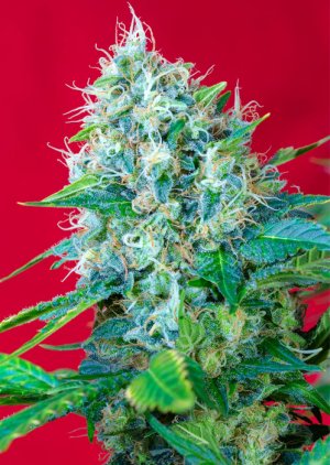 Семена Sweet Seeds Green Poison ® (Феминизированные)