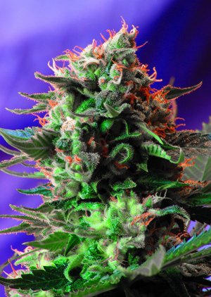 Семена Sweet Seeds Jack 47 F1 Fast Version ® (Феминизированные)