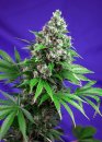 Sweet Seeds Killer Kush F1 Fast Version ® (Феминизированные)