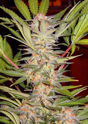 Семена Sweet Seeds S.A.D. Sweet Afgani Delicious F1 Fast Version ®
