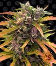 Barney's Farm Seeds Gorilla Glue (Автоцветущие феминизированные)