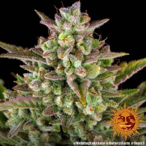 Семена Barney's Farm Seeds Wedding Cake (Автоцветущие феминизированные)