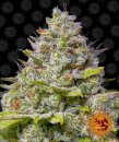 Barney's Farm Seeds Blue Gelato 41 (Феминизированные)