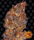 Barney's Farm Seeds Runtz (Автоцветущие феминизированные)