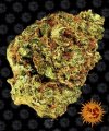 Watermelon Zkittles (Автоцветущие феминизированные)