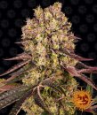 Barney's Farm Seeds Runtz Muffin (Феминизированные)