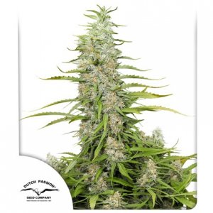 Семена Dutch Passion Seeds C-Vibez (Феминизированные)
