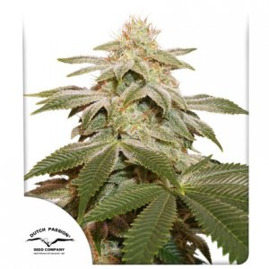 Семена Dutch Passion Seeds Sugar Bomb Punch (Феминизированные)