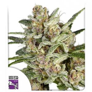 Семена Dutch Passion Seeds Super Mad Sky Floater (Феминизированные)