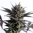 Kannabia Seeds Lemon Haze Auto (Автоцветущие феминизированные)