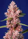 Sweet Seeds Tropicanna Poison F1 Fast Version ® (Феминизированные)