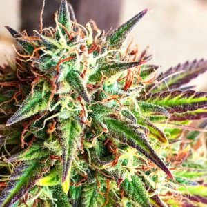 Семена Nirvana Seeds Girl Scout Cookies