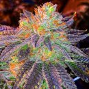 Nirvana Seeds Zkittlez (Феминизированные)