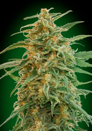 Семена 00 Seeds Auto Gorilla (Автоцветущие феминизированные)