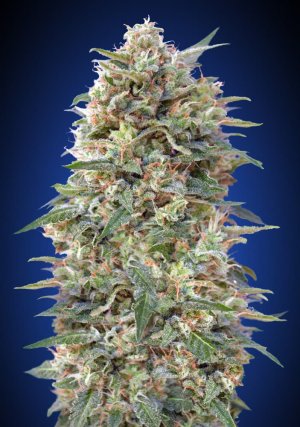 Семена 00 Seeds California Kush Fast (Феминизированные)