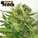 Flash Seeds Onyx (Автоцветущие обычные)