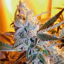Flash Seeds Heaven’s Haze (Автоцветущие обычные)