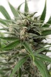 Blue Amnesia XXL (Автоцветущие феминизированные)