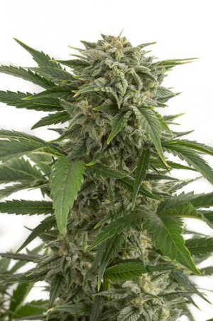 Семена Dinafem Seeds Bubba Kush
