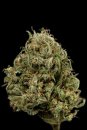 Dinafem Seeds Cheese XXL (Автоцветущие феминизированные)
