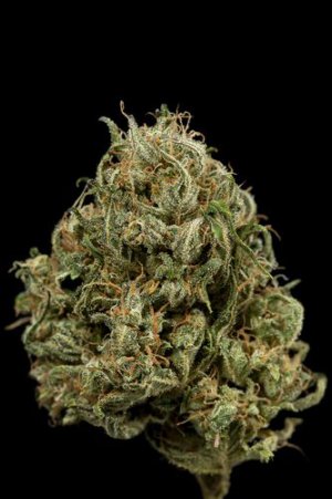 Семена Dinafem Seeds Cheese XXL