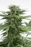 Haze XXL (Автоцветущие феминизированные)