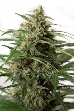 Семена Dinafem Seeds Moby Dick XXL (Автоцветущие феминизированные)