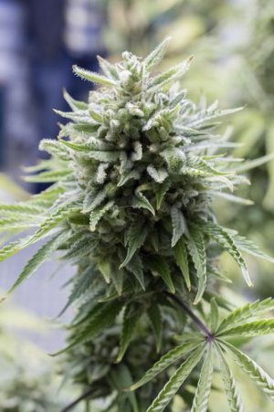 Семена Dinafem Seeds OG Kush