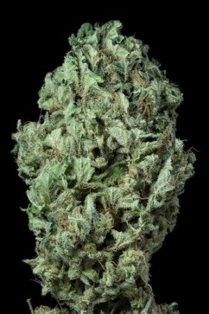 Семена Dinafem Seeds Sour Diesel (Автоцветущие феминизированные)